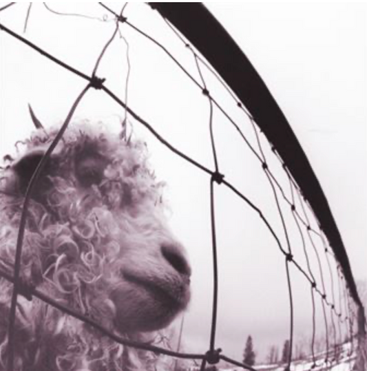 Pearl Jam – Vs.