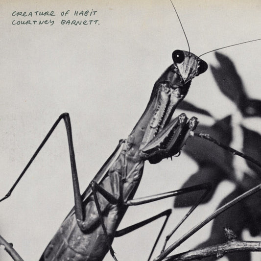 Courtney Barnett – Creature of Habit